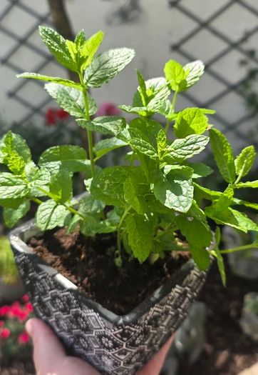 mint plant in pot