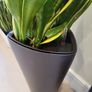 Sansevieria Laurentii planters Image 3
