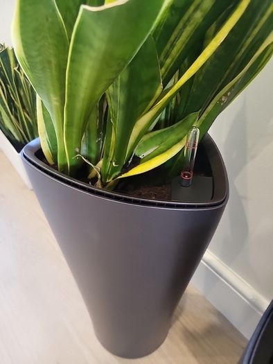 Sansevieria Laurentii planters