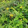 Portugeuse Laurel Hedging Image 6