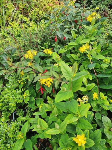 Portugeuse Laurel Hedging
