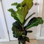 Fiddle leaf Fig Plant Image 3