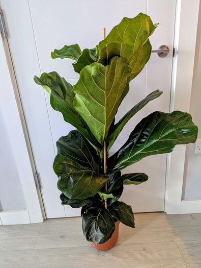 Fiddle leaf Fig Plant