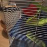 hamster cage Image 3