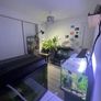 Guppies and guppy grass Image 10