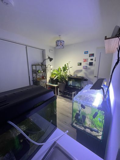 Guppies and guppy grass