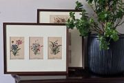 Pair of Framed Original Vintage Botanical Postcards 6 Cards 2 Frames