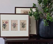 Pair of Framed Original Vintage Botanical Postcards 6 Cards 2 Frames
