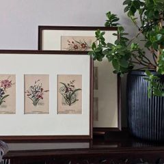 Pair of Framed Original Vintage Botanical Postcards 6 Cards 2 Frames