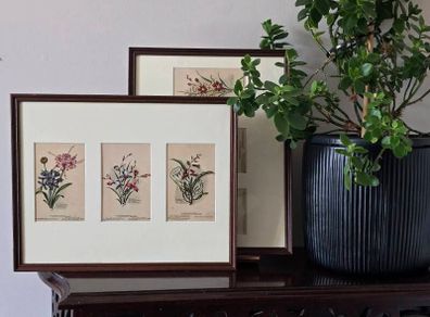 Pair of Framed Original Vintage Botanical Postcards 6 Cards 2 Frames