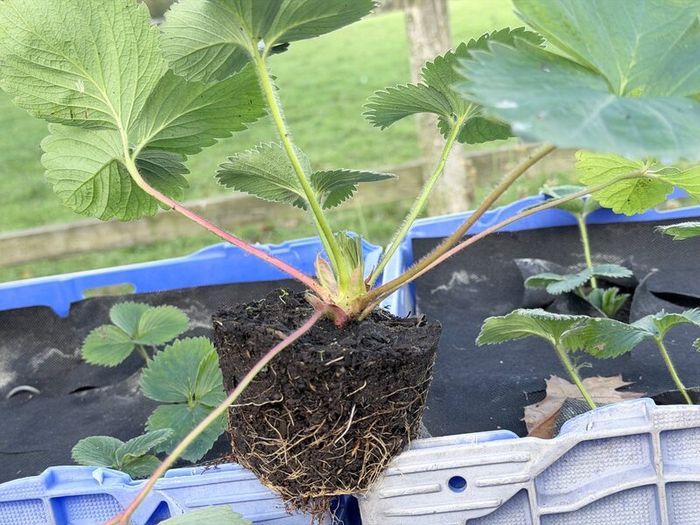 Strawberry plants