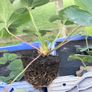 Strawberry plants Image 6