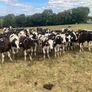 23 FR weanling bulls February/march 26 calves Image 5