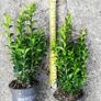 Box Hedging Image 8