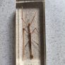 Insects BUGS in resin Image 6