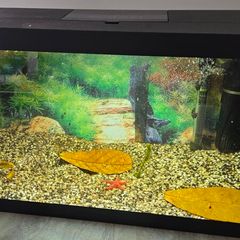 Fish tank