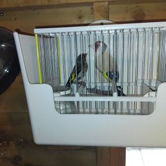 bird cages