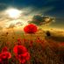 poppy2011