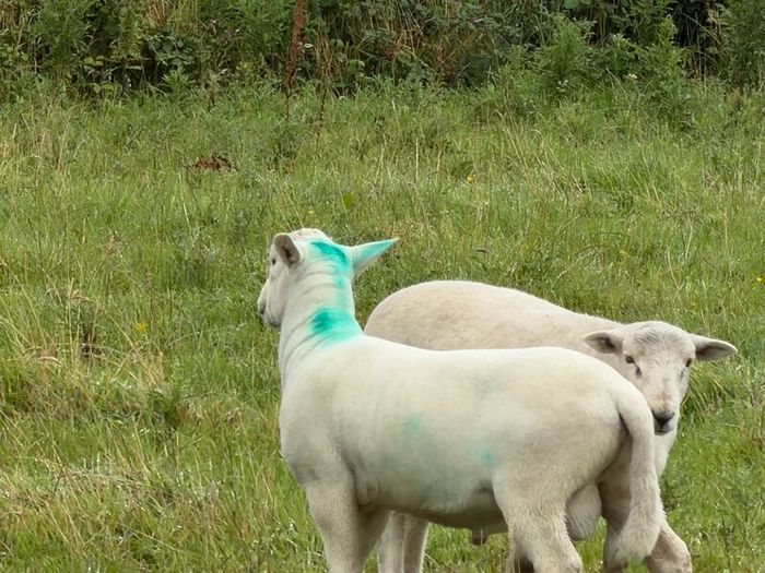 Easy care easycare organic rams & ewe, ram lambs