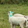 Easy care organic 3 hogget rams & ewe & ram lambs Image 5