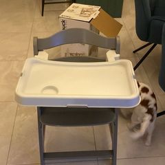 hauck alpha highchair