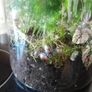 Plant / Garden Terrarium Image 4