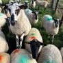 Hoggets Image 3
