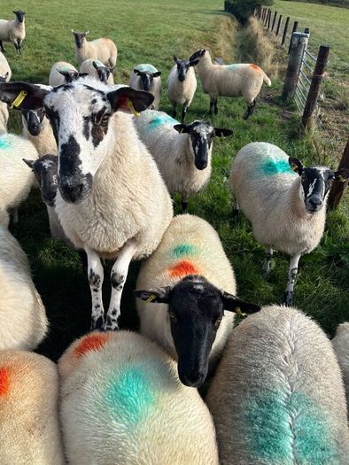 Hoggets