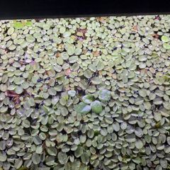 Salvinia Auriculata floating plant (aka Salvinia Natans Mini)