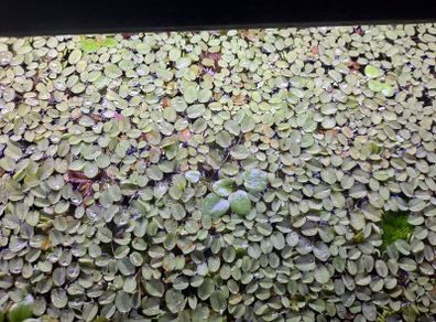 Salvinia Auriculata floating plant (aka Salvinia Natans Mini)