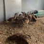 Ducklings khaki Campbell Image 4