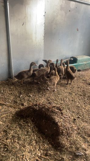 Ducklings khaki Campbell
