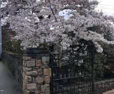 Flowering Cherry 5..8ft 50 euro