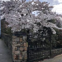 Flowering Cherry 5..8ft 50 euro