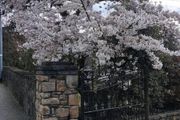 Flowering Cherry 5..8ft 50 euro