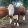 Bulling heifers Image 6