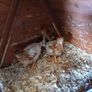 Day old chicks Image 3