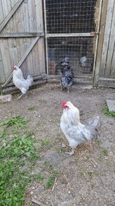 Roosters