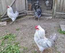 Roosters