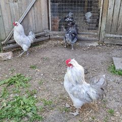 Roosters