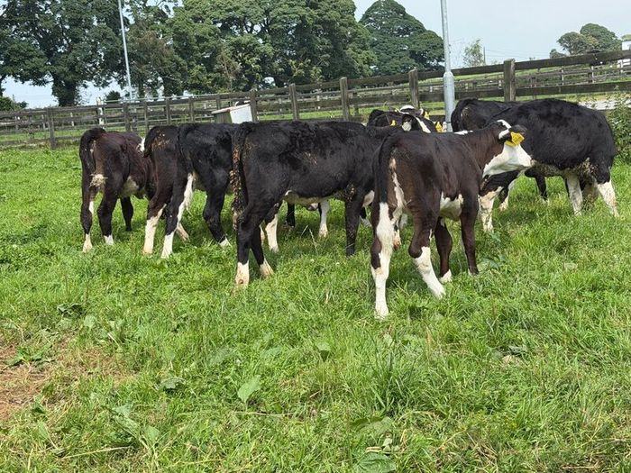10 Hereford heifers for sale