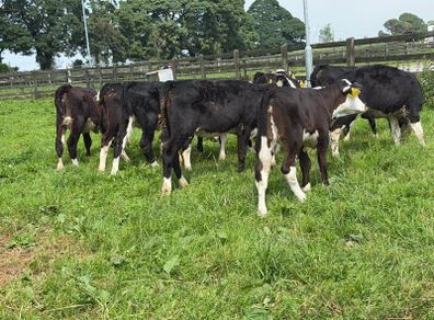 10 Hereford heifers for sale