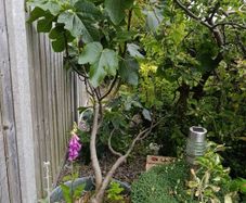 fig tree