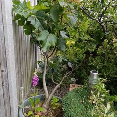 fig tree