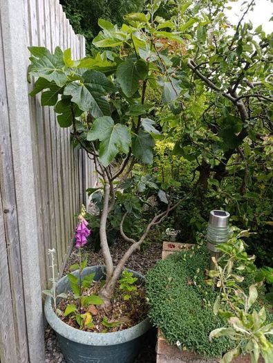 fig tree