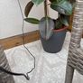 Rubber Plant (Ficus elastica) with vase Image 5