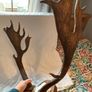 Deer mount Image 2