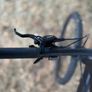 Carrera Hellcat Mountain Bike Image 6