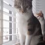 Cat adoption Image 3