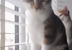Cat adoption